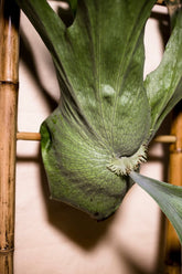 Platycerium wandae
